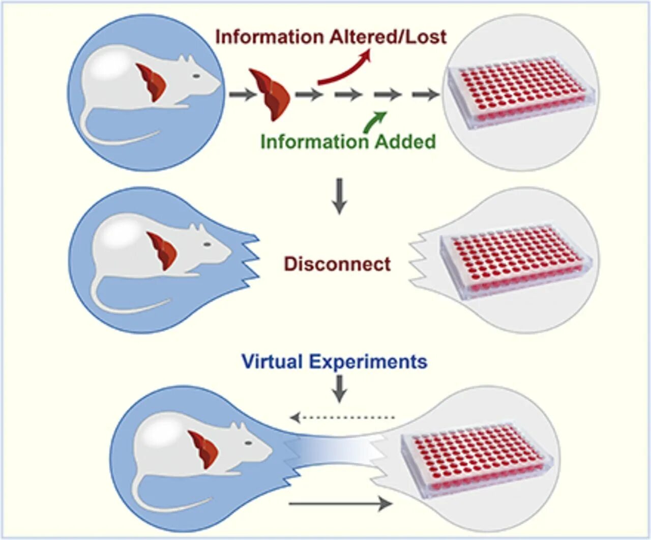 In vivo и in vitro что это такое. Методы in vivo. In vivo и in vitro перевод. In vivo in vitro аминокислоты.