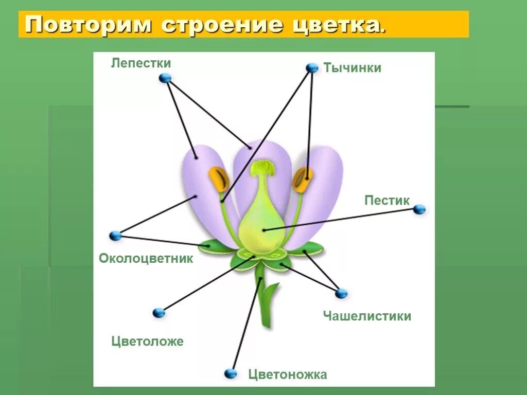 Строение покрытосеменных растений 7 класс лабораторная работа. Околоцветник покрытосеменных растений. цветоножка цветоложе околоцветник тычинки и пестик тюльпана. строение цветка покрытосеменных. строение цветка чашелистик.