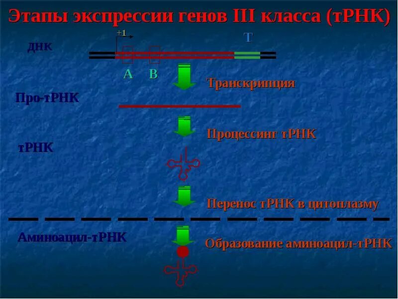 Этапы экспрессии генов. Транскрипция и трансляция Гена. Экспрессия генов презентация. Экспрессия генов 2 класса.