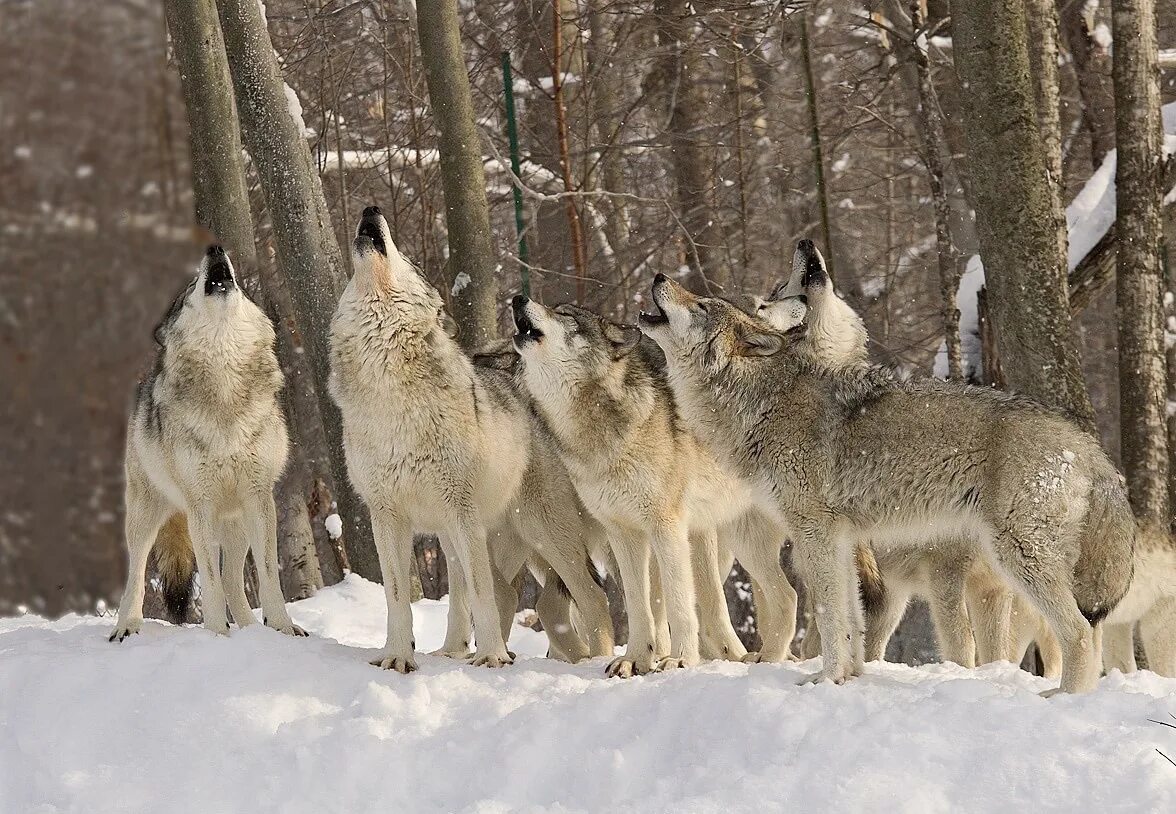 Дикие животные в среде обитания. Среда обитания волка. Животные в естественной среде обитания. Среда обитания фото.