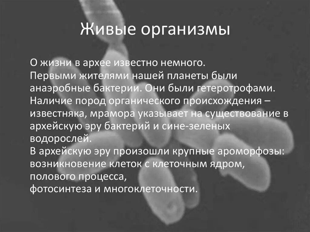 Живые организмы архея. Архей живые организмы. Эра Архей живые организмы. Оргназимы Архей.