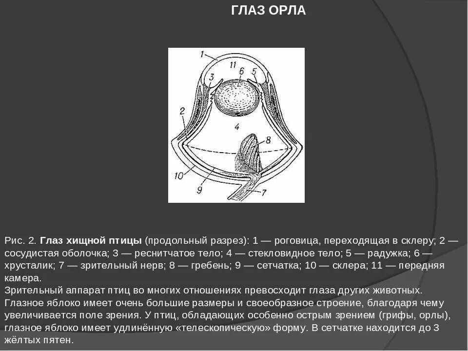 Структура глаза птицы. Строение глаза орла. Строение глаза птицы. Строение глаза Совы. Строение глаза хищной птицы.