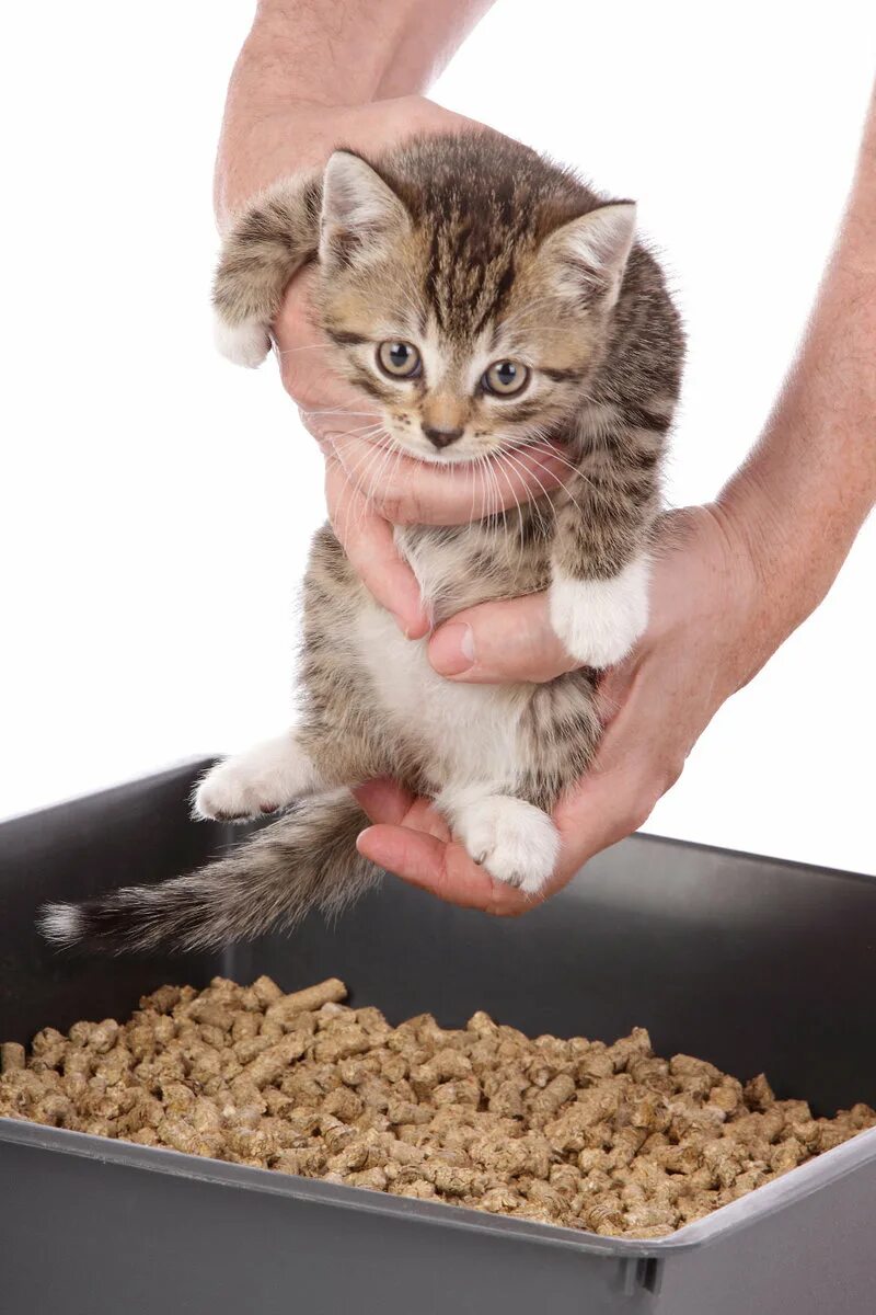 Котенок ходит в горшок