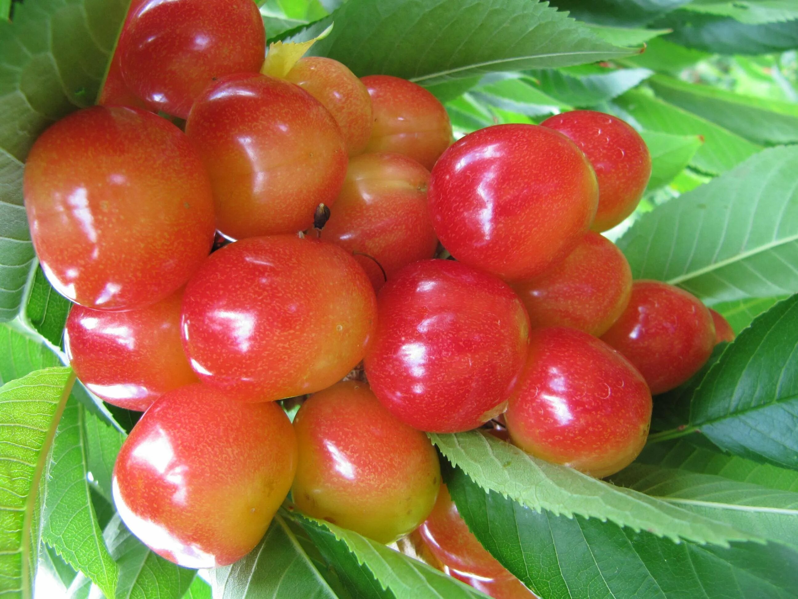 Вишня гриот мелитопольский. Черешня наполеон дерево. Черешня наполеон розовая. Черешня бигарро бурлат. Черешня сорт наполеон черный.