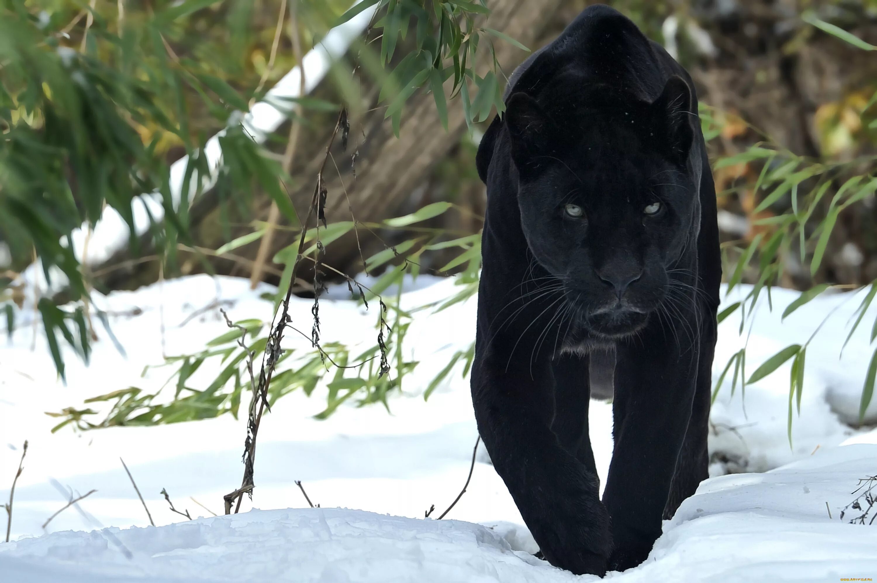 Темно обитатель. Пантера Шварцера» (2014; черная пантера ). Тигр меланист. Ягуар меланист. Животные меланисты пантера.