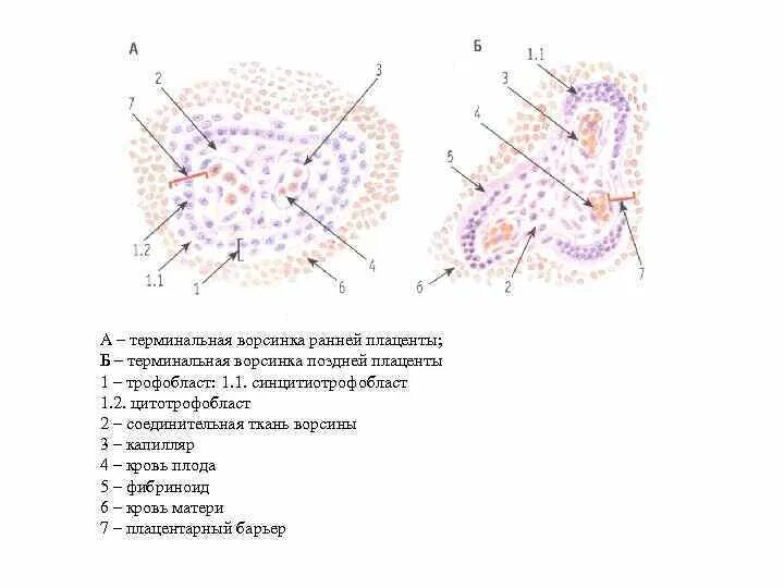 Третичные ворсинки хориона строение. Ворсинки хориона гистология. Ворсины хориона гистология. Строение хориона гистология. Трофобласт и ворсины хориона.
