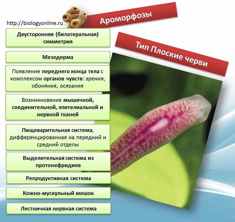 Плоские черви примеры названия. Пищеварительная система плоских червей 7 класс таблица. Выделительная система у плоских червей таблица. Описание классов плоских червей. Классы плоских червей 9 классов.