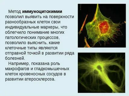 Метод тонких клеток