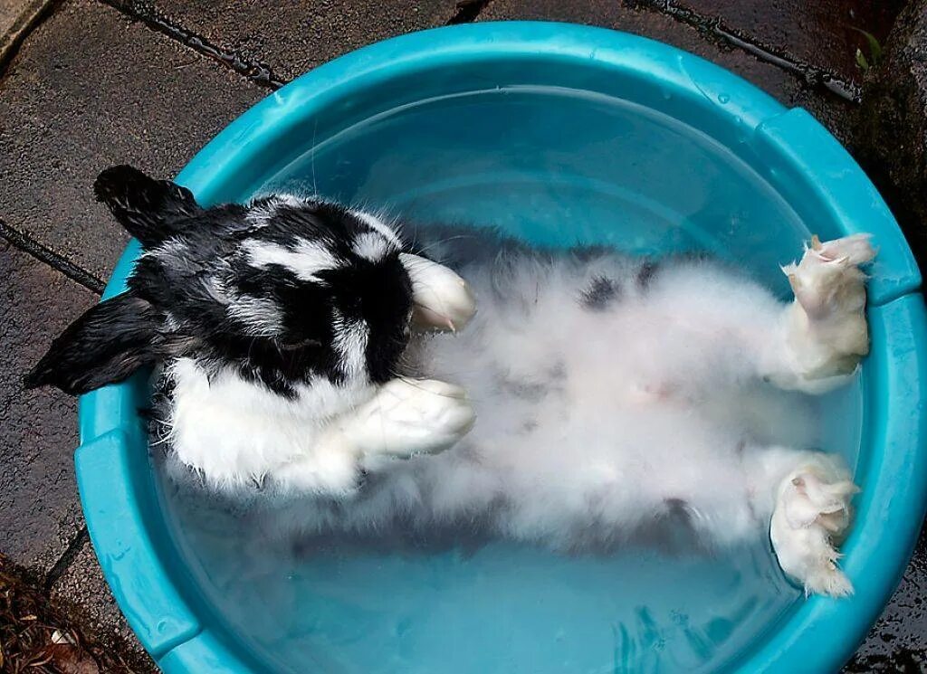 Можно ли мыть кролика декоративного. Кролик моется. Кролик в тазике. Кролик купается. Кролик в воде.