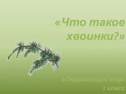 Что такое хвоинки видеоурок