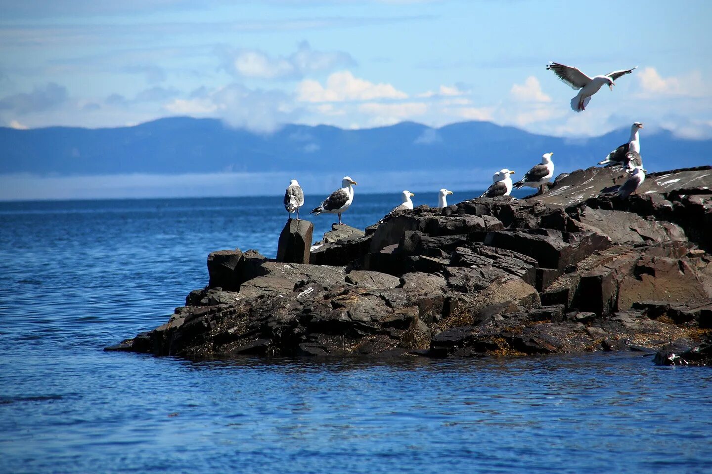 Остров врангеля разделяет моря. Остров врангеля поселок. Природный комплекс заповедника остров врангеля на карте. Арктика остров врангеля. Остров феклистова шантарские острова.