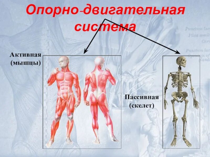 Пассивная часть опорно двигательной. Опорно-двигательная система человека. Опорно двигательная система скелет. Опорно двигательная система мышцы. Опорно двигательная система активная и пассивная.