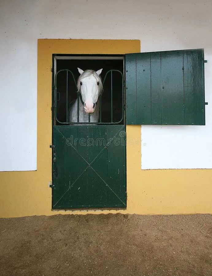 Лошадь в квартире. Лошади на дверях. Лошадь за дверью. Конь ВВ квартире. Лошадь в квартире видео