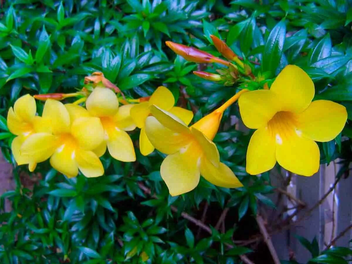 алламанда пурпурная. комнатные цветы желтые название. алламанда. цветок башмачок кальцеолярия. алламанда слабительная.