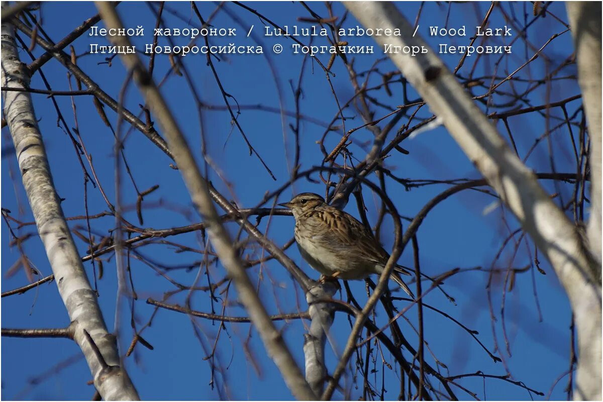 Песня лесной жаворонок. Лесной Жаворонок. Птицы Новороссийска. Птицы Новороссийска фото и описание.