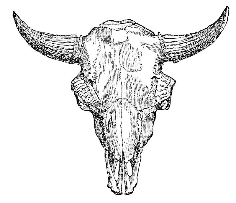 Череп буйвола сбоку. Череп зубра. Череп бизона