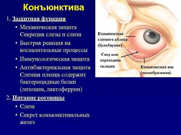 Строение глаза Нижний конъюнктивальный мешок. Конъюнктивальный мешок глазной. Секрет слезной железы