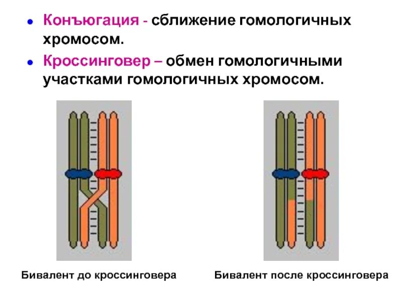 Какое значение имеет кроссинговер при образовании гамет. Профаза 1 мейоза конъюгация кроссинговер. схема процесса кроссинговера. биваленты и гомологичные хромосомы. конъюгация кроссинговер перекрест.
