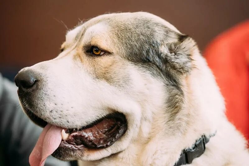 Central Asian Shepherd Dog - Dog Breed Information Dog breeds, Shepherd dog, Liv