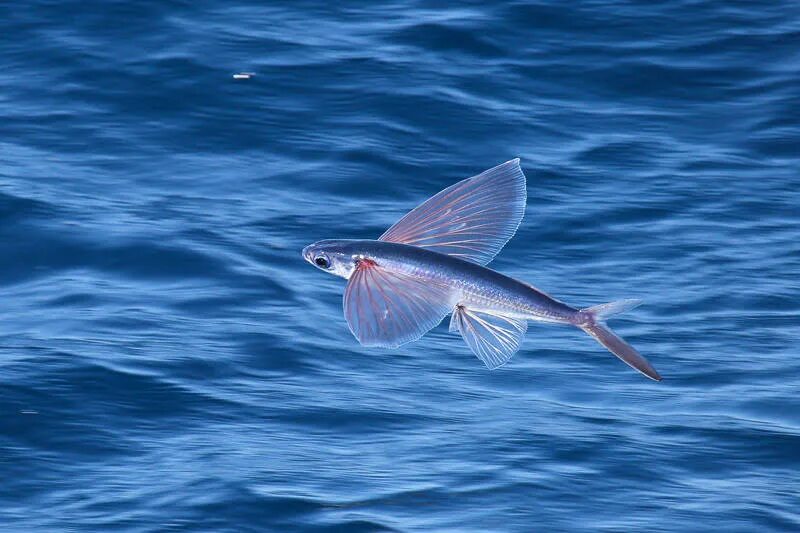 Четырёхкрылая летучая рыба. Летучая рыба биплан. Четырёхкрылая летучая рыба. Японская летучая рыба дальневосточный длиннокрыл. Японская летучая рыба дальневосточный длиннокрыл.