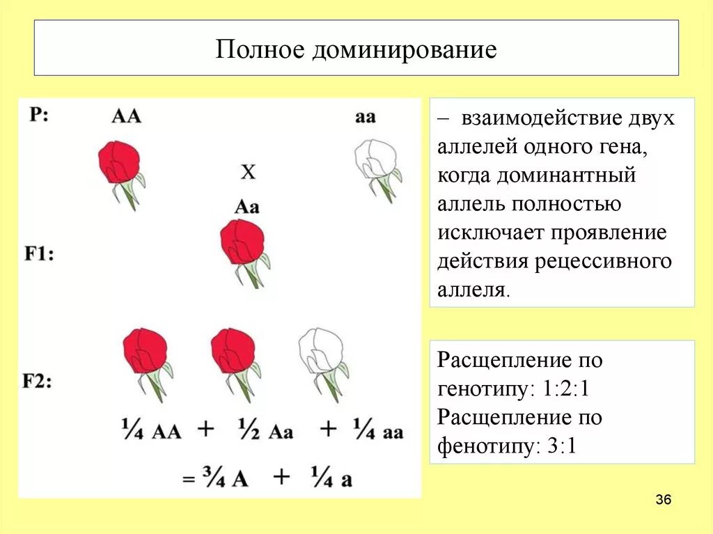 Полное доминирование aa aa. Таблица наследования аллельных генов. Полное и неполное доминирование таблица. Схема типы взаимодействия аллельных генов. Кодоминирование полное и неполное доминирование.