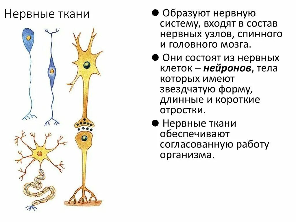 Нервная ткань состоит из собственно нервных клеток. Строение нервной ткани животных. Клетки нервной ткани 7 класс. Нервная ткань строение и функции рисунок. Строение нервной ткани в биологии.