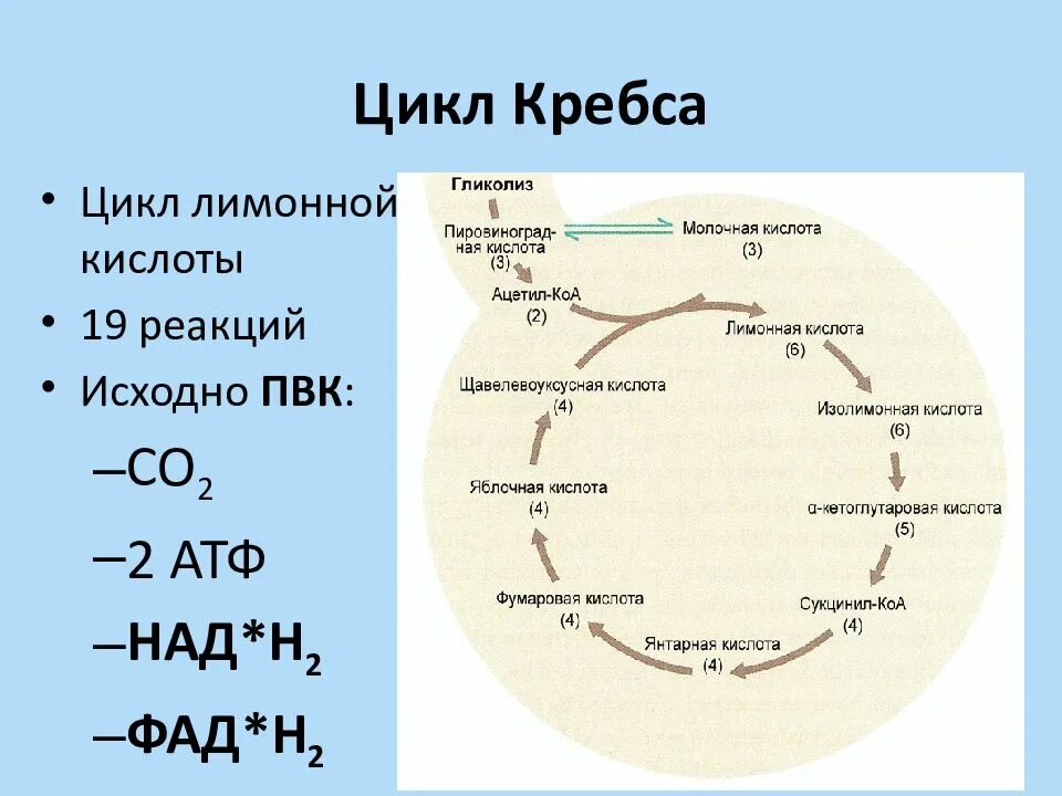 Образуется 2 атф в гликолизе. Цикл трикарбоновых кислот схема. Цикл Кребса кратко АТФ. Цикл трикарбоновых кислот Кребса биохимия. Цикл трикарбоновых кислот ЦТК биохимия.