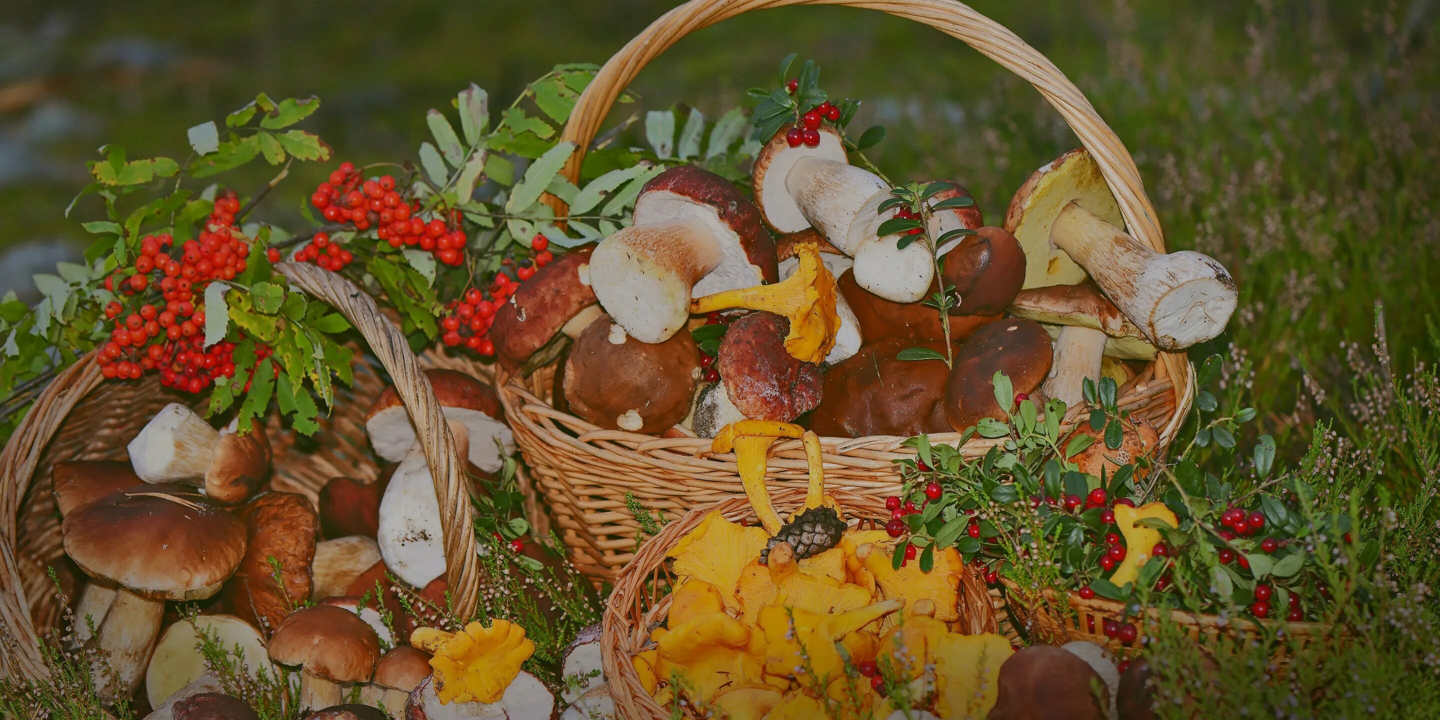 Корзина с грибами. Корзинка с грибами и ягодами. Осенние дары леса. Корзинка с лесными дарами. Свежие грибы и ягоды