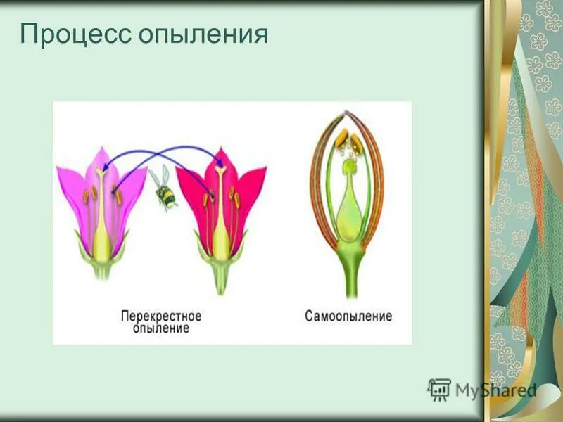 Схема самоопыления хвойные. Опыление хлопка. Бук опыление.