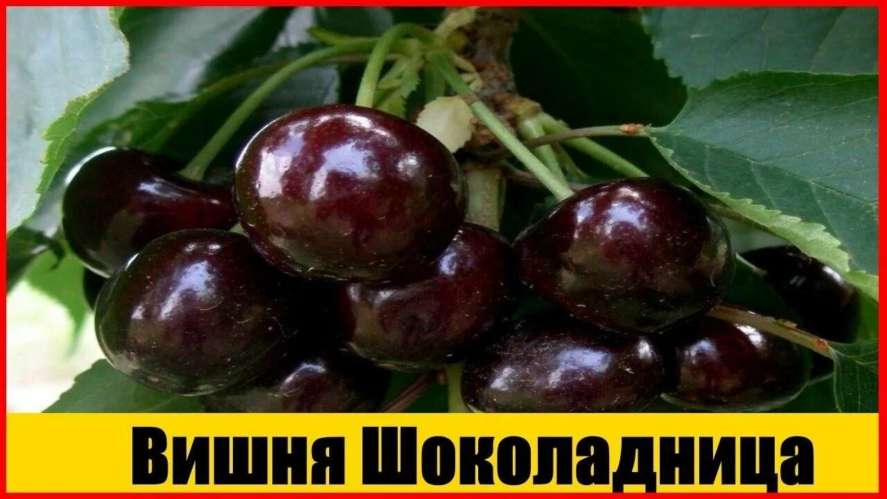Опылители сорта шоколадница. Черешня сорт шоколадница. саженцы вишня шоколадница. вишня сорт шоколадница. вишня обыкновенная шоколадница.
