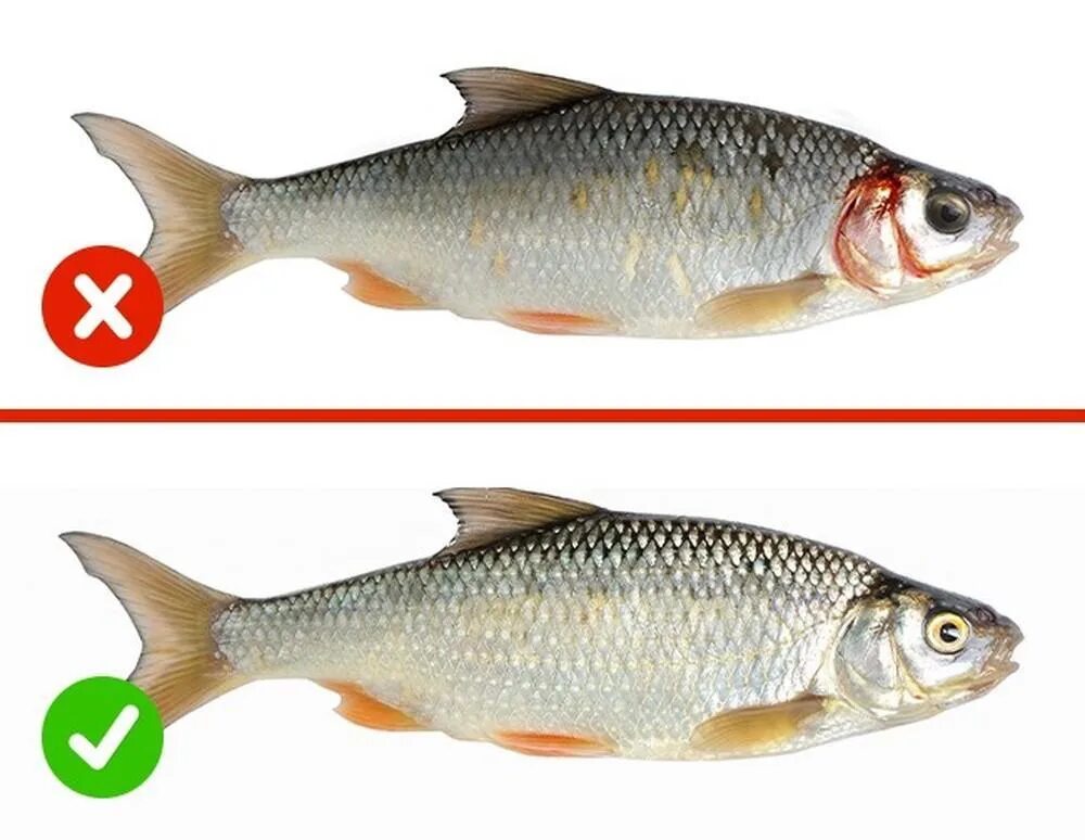 Как отличить рыбу. Признаки не свежой рыбы. Доброкачественная свежая рыба. Как определить свежесть рыбы.