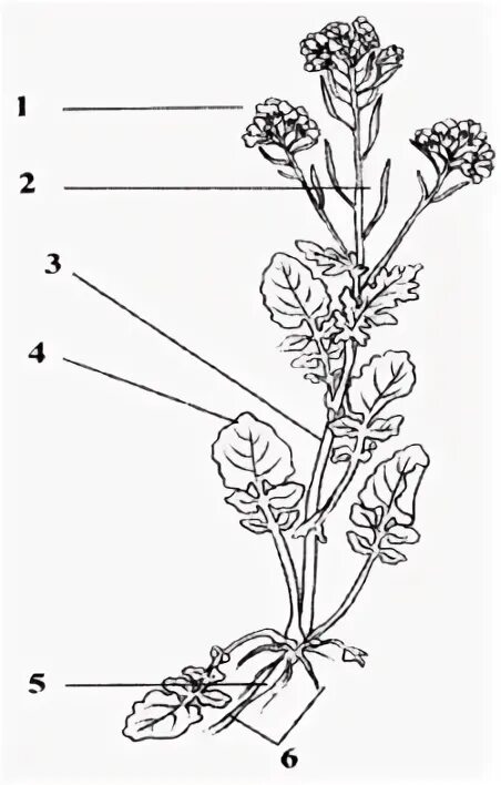 Строение редьки дикой рисунок. Схема строения цветкового растения. Строение растения без подписей.