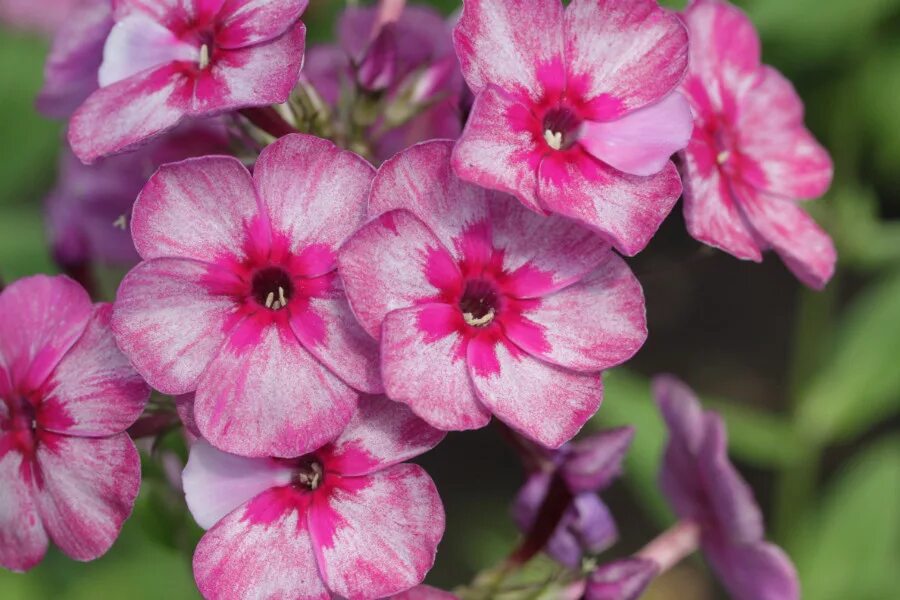 Флокс курск. Флокс майкс фаворит. Флокс екатерина гордеева. Флокс свиззл. Флокс метельчатый никольский.