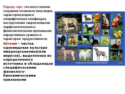 Сорт и порода