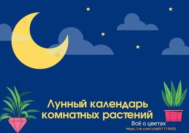 11 января лунный день. Лунный календарь для комнатных растений 2025. лунный календарь на январь 2025. лунный календарь для комнатных цветов на 2025 год. лунный календарь для пересадки комнатных растений на февраль 2025.