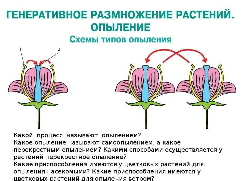 Типы опыления покрытосеменных. Способы опыления растений схема. перекрестное опыление растений. опыление герани. перекрестное опыление цветковых растений.