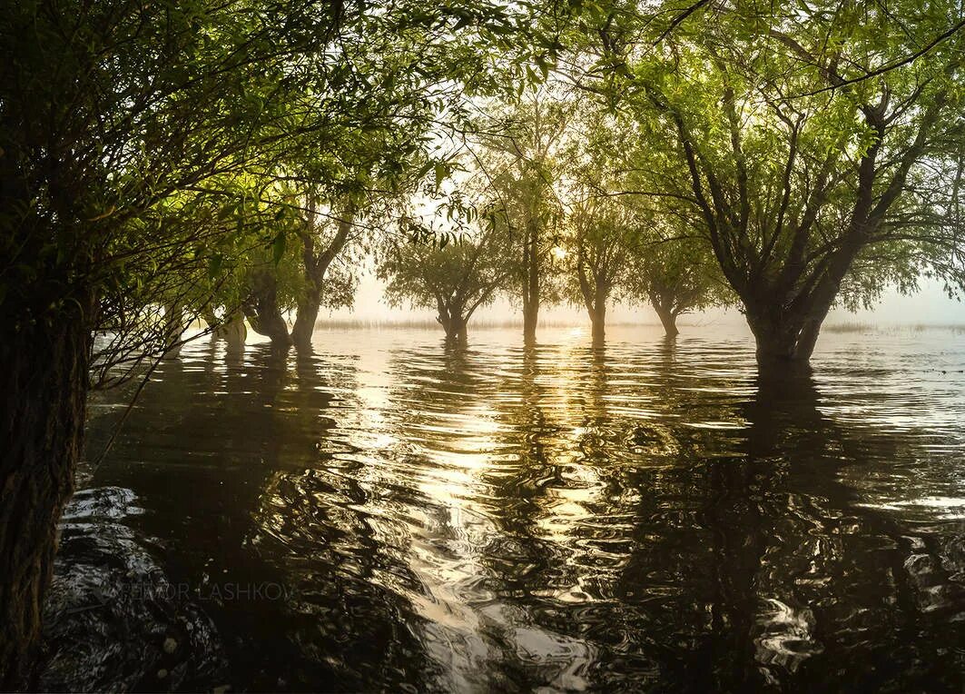 Половодье в дельте Волги. Дельта Волги фото. Дельта Волги в апреле. Водно-болотного угодья Дельта реки Волги. Уровень волги в астрахани на сегодняшний день