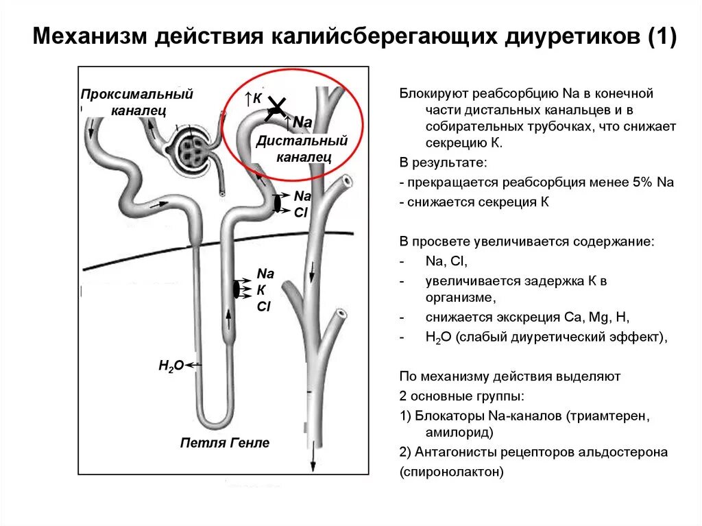 Объясните действие трубочки. Механизм действия петлевых диуретиков. Механизм действия диуретических препаратов. Механизм мочегонного действия спиронолактона. Механизм калийсберегающих диуретиков.