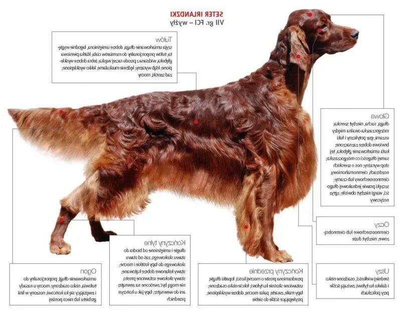 how to take care of small dog breeds Small dog breeds, Dog breeds list, What kin