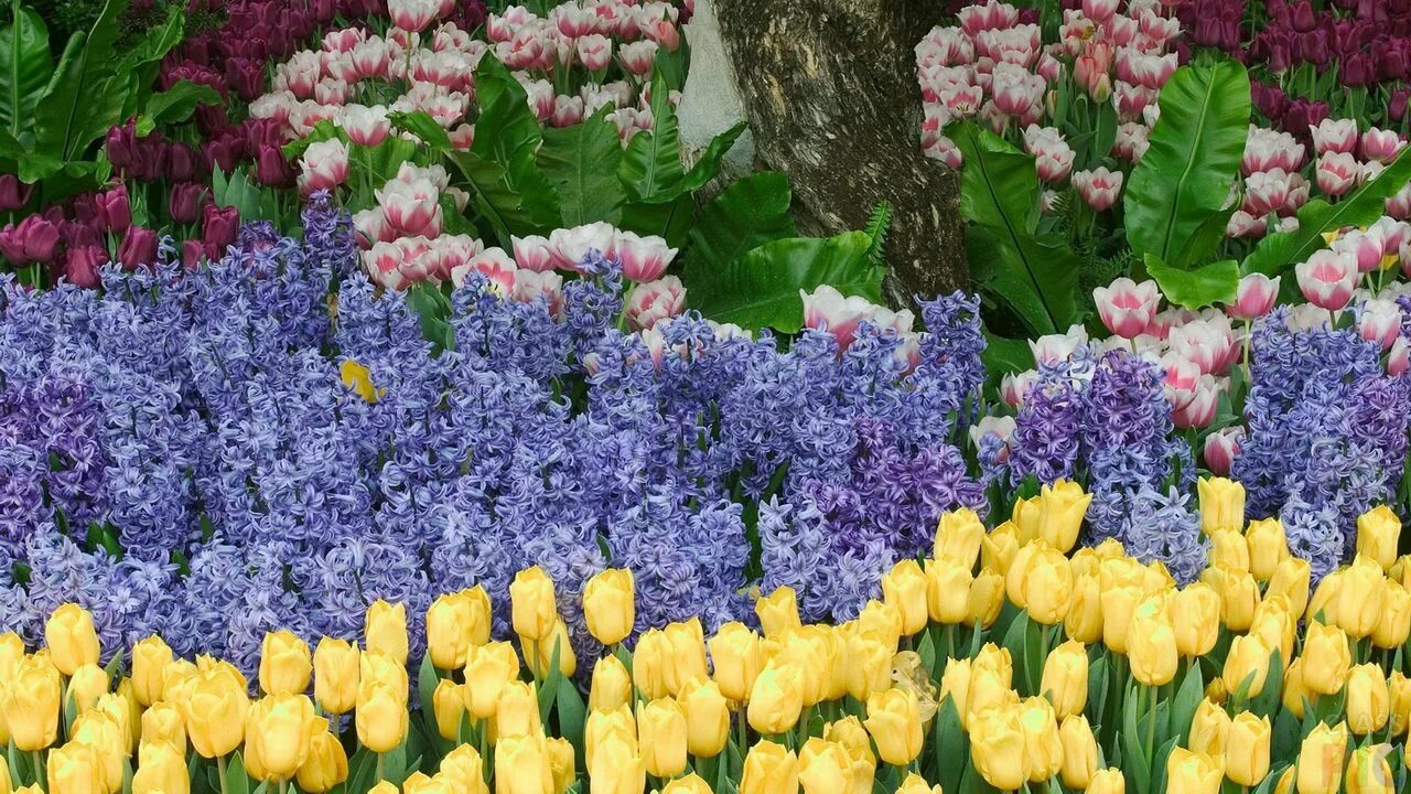 Кекенхоф парк гиацинт. Рабатка (rabatte). В цветнике растут тюльпаны гиацинты и пионы. Мускари крокусы гиацинты. Мускари первоцветы луковичные.