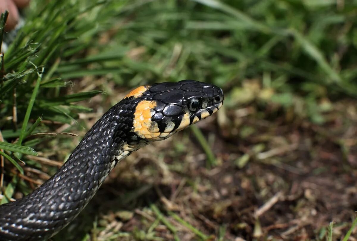 Grass snake. Уж обыкновенный - змея неядовитая. Обыкновенный уж меланист. Обыкновенный уж Natrix Natrix. Обыкновенный уж ядовитый.