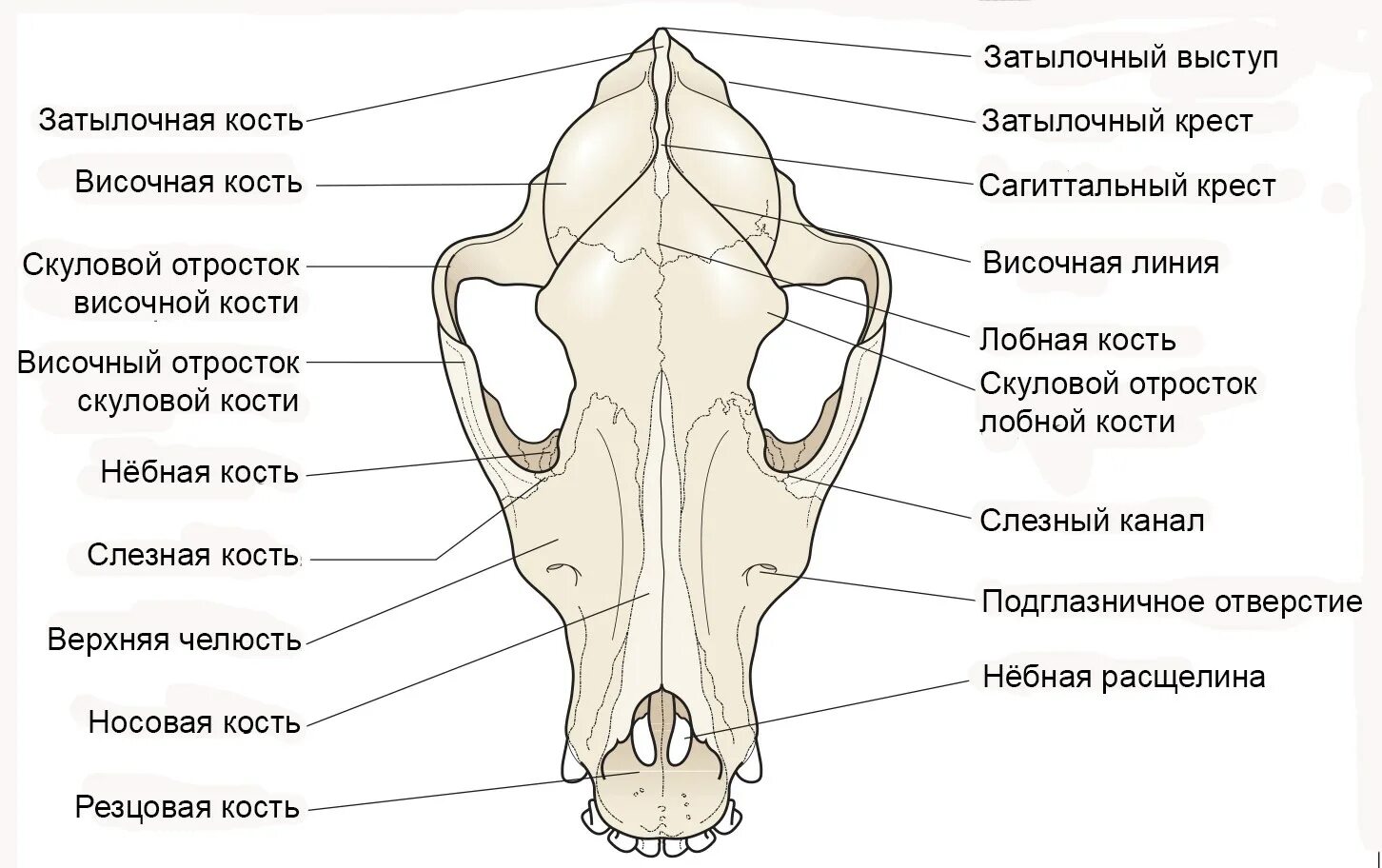 Скелет головы собаки анатомия. Затылочная кость животных анатомия строение. Строение черепа собаки кости. Теменная кость коровы. Затылочные рога