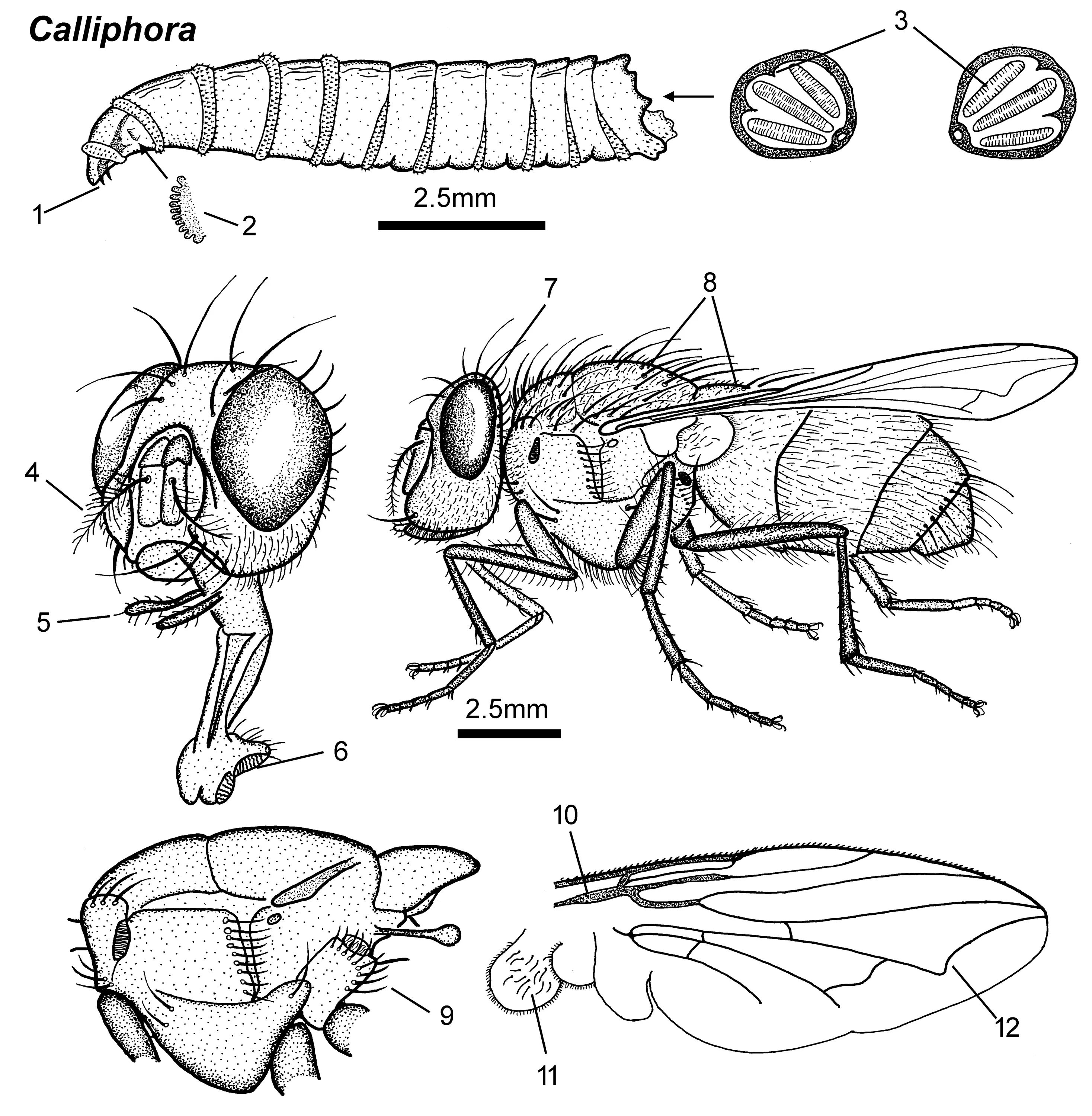 Зеленая мясная муха тип развития. Синяя мясная Муха Calliphora. Личинки мухи каллифориды. Calliphora erythrocephala. Протоподные личинки.