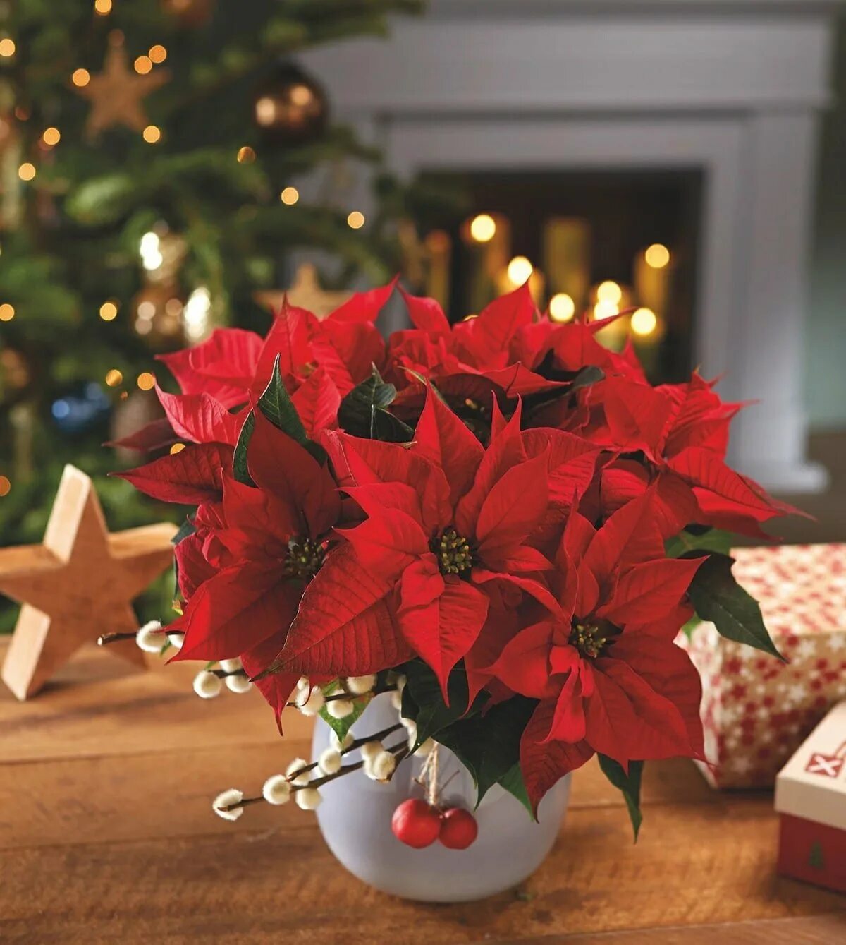 Цветок пуансетия на рождество. Молочай пуансеттия. Украшение елки. Новогодние цветы фото. Пуансеттия рождественская звезда.