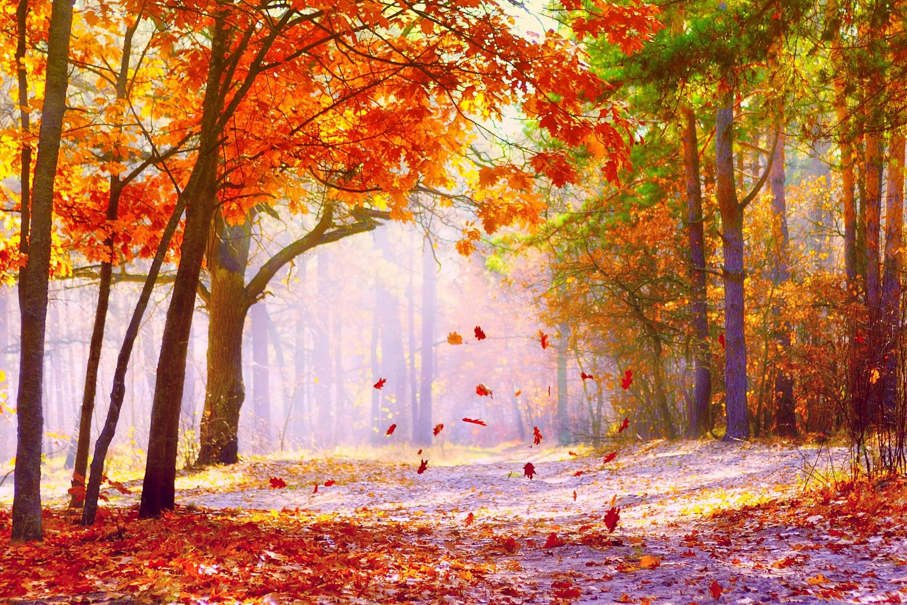Осенний лес. Осень в лесу. Красивая осень. Красивый осенний лес.
