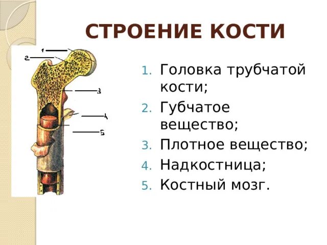 На рисунке изображено строение кости