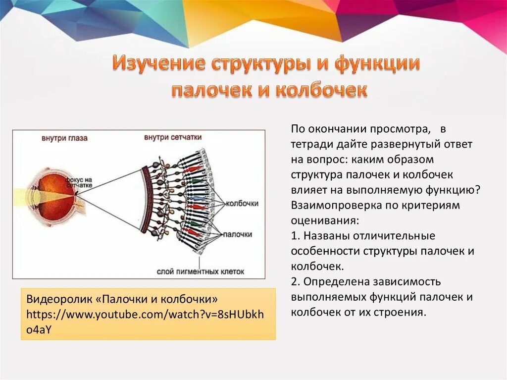 Колбочки и палочки какая оболочка глаза. Строение глаза колбочки и палочки. Колбочки и палочки глаза функции. Функции структуры глаза колбочки. Строение глаза человека палочки и колбочки.