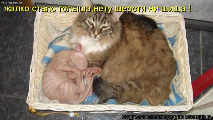 Не жалко не жалко летит