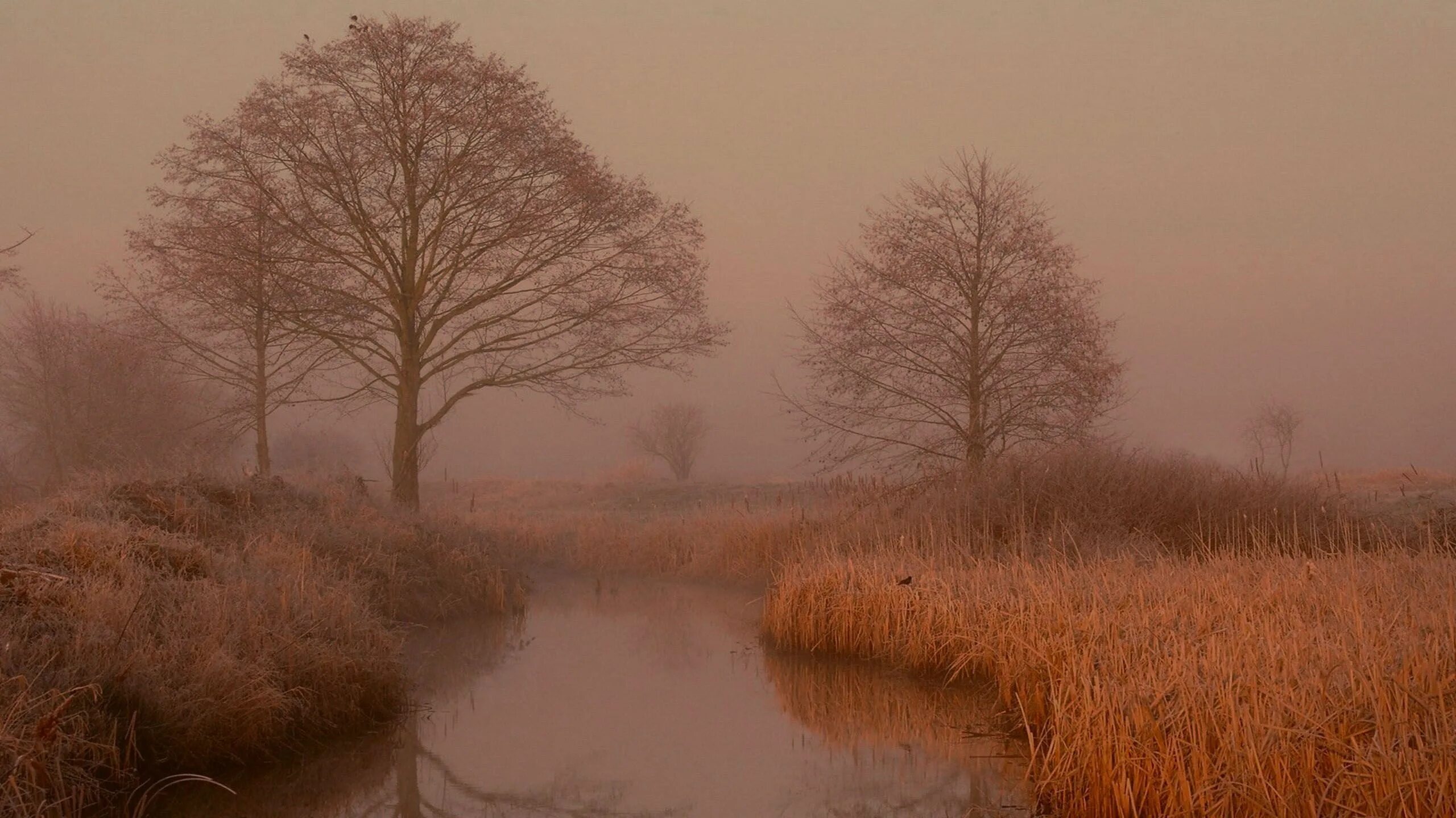 Утро состояния природы. Осень туман. Поздняя осень. Поздняя осень туман. Река поздней осенью.