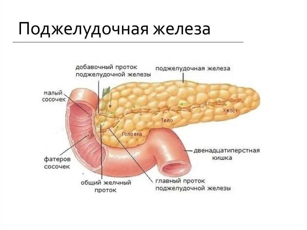 Островки Лангерганса поджелудочной железы. Поджелудочная железа анатомия человека. Главный проток поджелудочной железы. Панкреатическая железа. Вода и поджелудочная железа